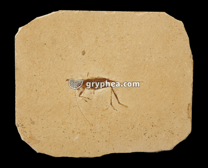 Insecte fossile (Orthoptère, Albien-Aptien, Brésil) - gryphea.com